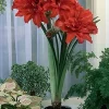 Red Peacock Amaryllis Bulb - Jumbo 34cm, Double Blooms, Indoor Plant - Image 1