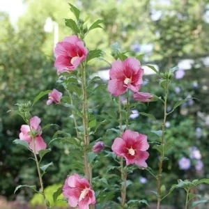 Red Pillar Rose of Sharon Live Plant - Hibiscus syriacus - 4 inch Pot - Outdoor Shrub - Image 3