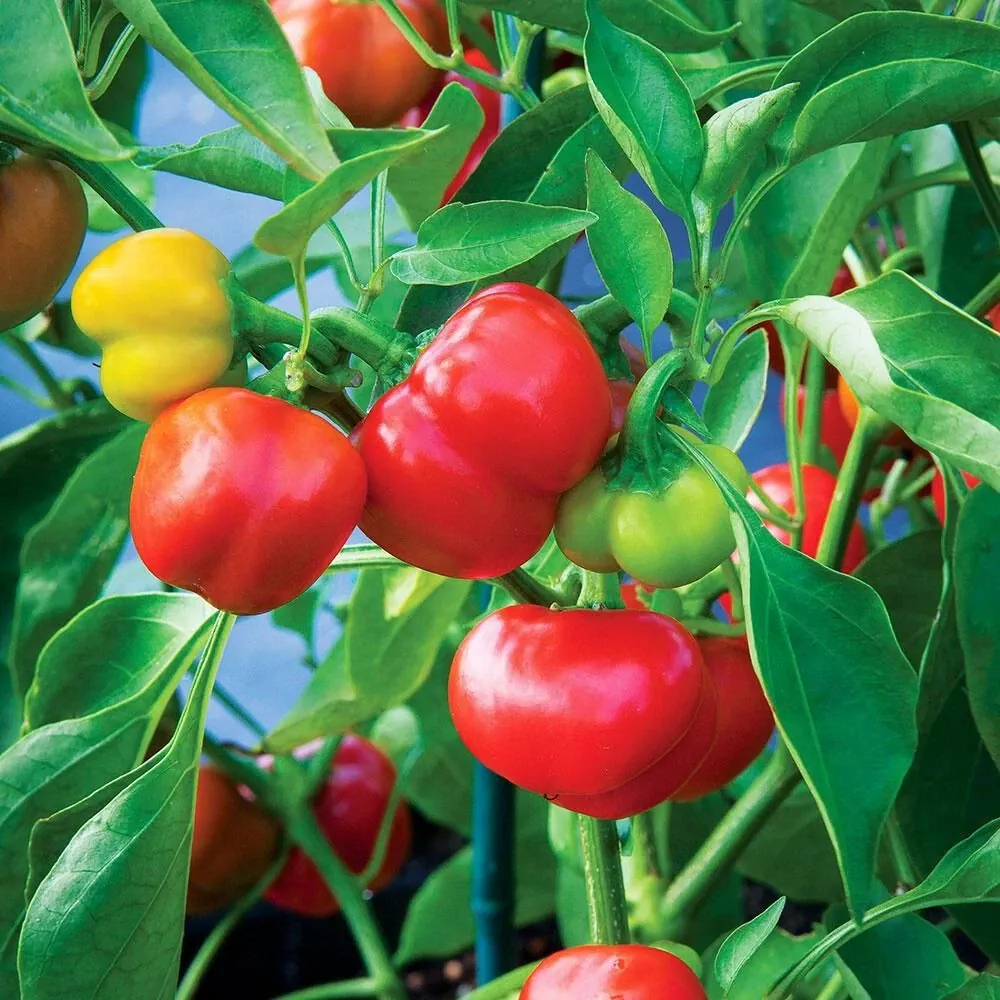Red Pimento Pepper Seeds - 500 Count Vegetable Seeds for Outdoor Gardens - Image 4