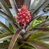 Red Pineapple Live Plant - Ananas Comosus - 1 Gallon Pot - Image 1