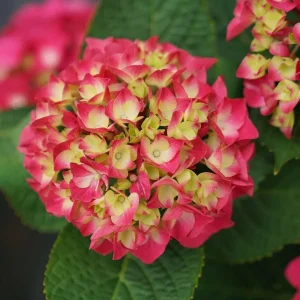 Red-Pink Bigleaf Hydrangea Live Plant – Reblooming Shrub – 4 inch Pot - Image 2