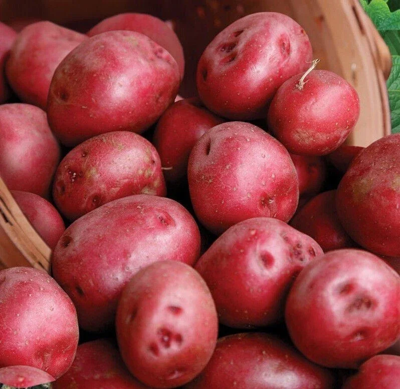 Red Pontiac Seed Potatoes - USDA Certified for Planting - 113g - Image 1