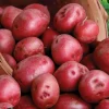 Red Pontiac Seed Potatoes - USDA Certified for Planting - 226g - Edible Annual - Image 1