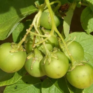 Red Potato Seeds for Planting - 70 True Heirloom Seeds, Grow Delicious Potatoes - Image 3