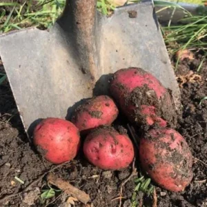 Red Potato Seeds for Planting - 70 True Heirloom Seeds, Grow Delicious Potatoes - Image 5