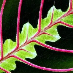Red Prayer Plant Live Plant – Maranta Leuconeura – 2 Pack – 3 inch Pots – Indoor Houseplant - Image 4