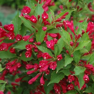 Red Prince Weigela Live Plant - Weigela florida 'Java Red' - 4 Inch Pot, 12+ inches Tall - Image 3