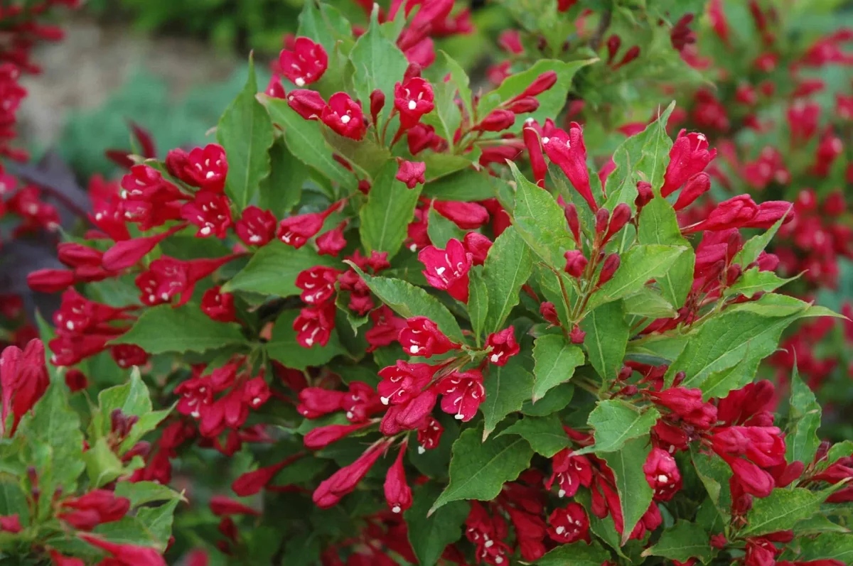Red Prince Weigela Live Plant - Weigela florida 'Java Red' - 4 Inch Pot, 12+ inches Tall - Image 3
