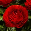 Red Ranunculus Flower Bulbs - 15 Corms for Wedding Bouquets & Gardens - Image 1