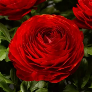Red Ranunculus Flower Bulbs - 15 Corms for Wedding Bouquets & Gardens - Image 1
