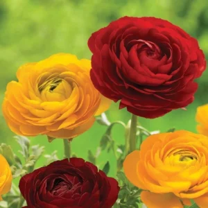 Red Ranunculus Flower Bulbs - 15 Corms for Wedding Bouquets & Gardens - Image 7