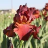 Red Reblooming Bearded Iris My Friend Jonathan Live Plant 3.5 inch Pot - Image 1