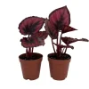 Red Rex Begonia Live Plant - 2 Plants in 2" Pots - Easy Indoor Houseplant - Image 1