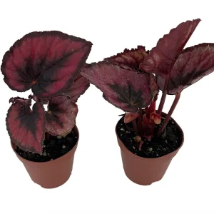 Red Rex Begonia Live Plant - 2 Plants in 2