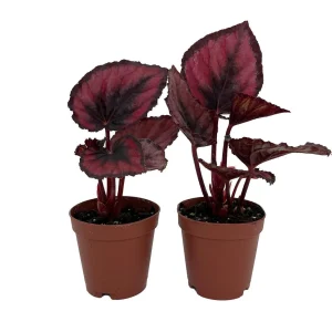 Red Rex Begonia Live Plant - 2 Plants in 2" Pots - Easy Indoor Houseplant - Image 1