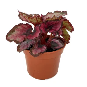 Red Rex Begonia Live Plant – 2.5 Inch Pot – Easy Houseplant – Indoor Foliage - Image 1