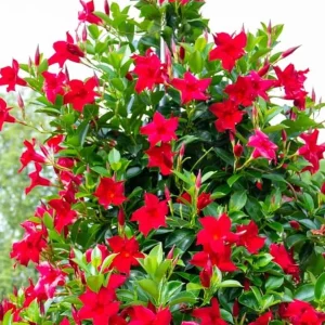 Red Riding Hood Mandevilla Live Plants – 2 Starter Vines – 4-6