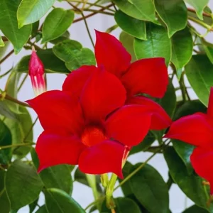 Red Riding Hood Mandevilla Live Plants – 2 Starter Vines – 4-6