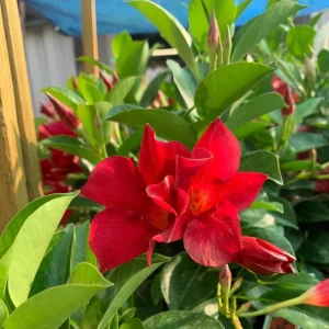 Red Riding Hood Mandevilla Live Plants – 2 Starter Vines – 4-6
