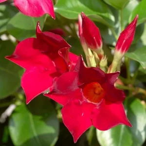 Red Riding Hood Mandevilla Live Plants – 2 Starter Vines – 4-6