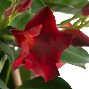 Red Riding Hood Mandevilla Live Plants – 2 Starter Vines – 4-6
