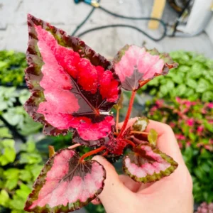 Red Robin Photinia Live Plant - Starter Shrub, Outdoor Evergreen - Image 2