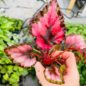 Red Robin Photinia Live Plant - Starter Shrub, Outdoor Evergreen - Image 3