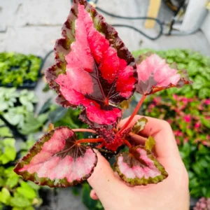 Red Robin Photinia Live Plant - Starter Shrub, Outdoor Evergreen - Image 1