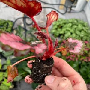 Red Robin Photinia Live Plant - Starter Shrub, Outdoor Evergreen - Image 5