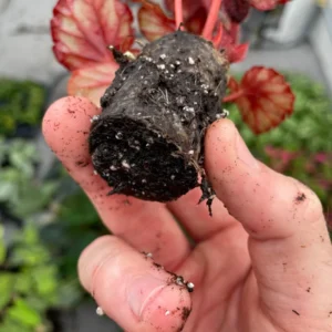 Red Robin Photinia Live Plant - Starter Shrub, Outdoor Evergreen - Image 6