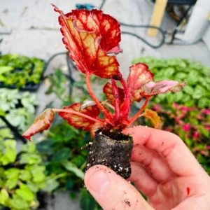 Red Robin Photinia Live Plant - Starter Shrub, Outdoor Evergreen - Image 7