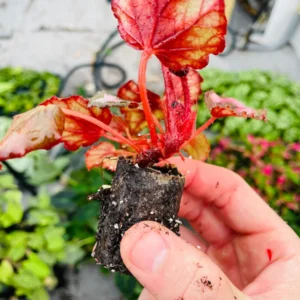 Red Robin Photinia Live Plant - Starter Shrub, Outdoor Evergreen - Image 8