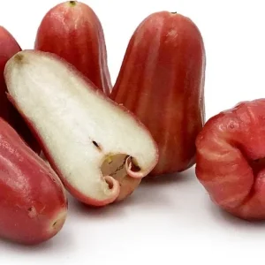 Red Rocket Wax Apple Tree Live Plant – 1 to 2 Feet Tall – Ship in 6 Inch Pot - Image 2