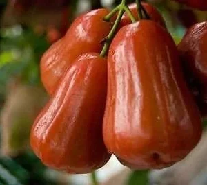 Red Rocket Wax Apple Tree Live Plant – 2 Feet Tall – 3 Gallon Pot - Image 1