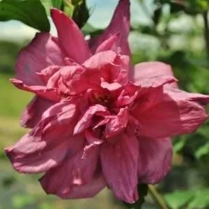 Red Rose of Sharon Althea Live Plant - Hibiscus Syriacus - Quart Pot - Image 2