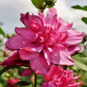 Red Rose of Sharon Live Plant - Quart Pot, Hardy Althea Flowering Shrub - Image 3