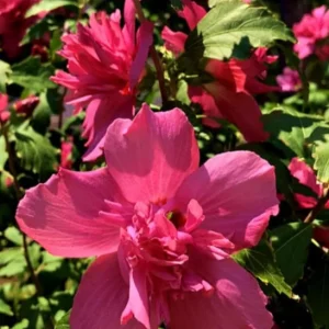 Red Rose of Sharon Live Plant - Quart Pot, Hardy Althea Flowering Shrub - Image 4