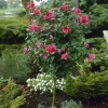 Red Rose of Sharon Live Plant - Quart Pot, Hardy Althea Flowering Shrub - Image 1