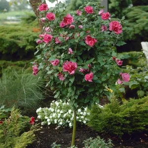 Red Rose of Sharon Live Plant - Quart Pot, Hardy Althea Flowering Shrub - Image 1
