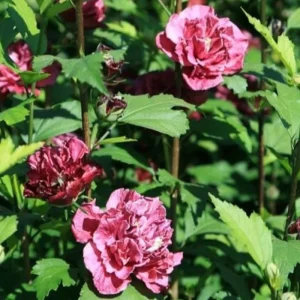 Red Rose of Sharon Live Plant - Quart Pot, Hardy Althea Flowering Shrub - Image 6