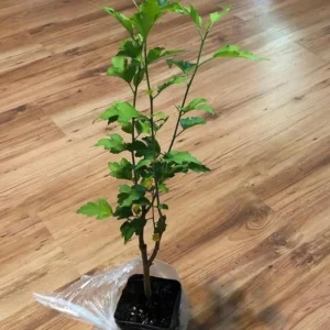 Red Rose of Sharon Live Plant - Quart Pot, Hardy Althea Flowering Shrub - Image 7