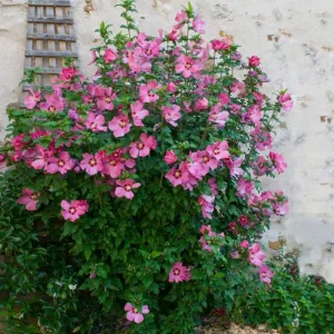 Red Rose of Sharon Live Plant - Quart Pot, Hardy Althea Flowering Shrub - Image 8