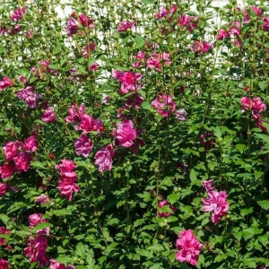 Red Rose of Sharon Live Plant - Quart Pot, Hardy Althea Flowering Shrub - Image 9