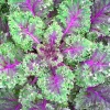 Red Russian Kale Seeds – Non-GMO Vegetable Seeds – Easy to Grow Edible Kale - Image 1