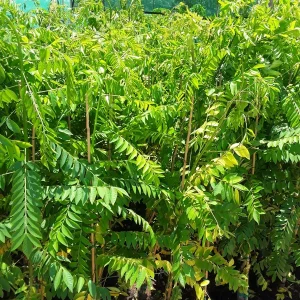 Red Spanish Hog Plum Live Plant – Ciruela Jocote Rojo Tree – 2 to 3 ft Tall in 3gal Pot - Image 1