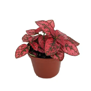 Red Splash Polka Dot Plant - Hypoestes - Live House Plant - 2.5" Pot - Image 1