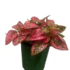 Red Splash Polka Dot Plant - Hypoestes Live Plant - 3.5" Pot - Colorful Houseplant - Image 1