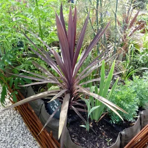 Red Star' Cordyline in 3,5 inch pot, you choose amount! - Image 2