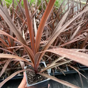 Red Star' Cordyline in 3,5 inch pot, you choose amount! - Image 3