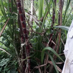 Red Stripe Sugar Cane Cuttings - 2x Live 10 inch Pieces - Cana Dulce - Edible Plant - Image 2